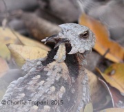 IMG_8711Horned_Lizard