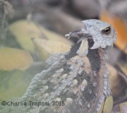 IMG_8713Horned_Lizard