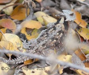 IMG_8717Horned_Lizard
