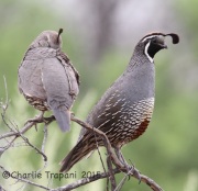IMG_8756California_Quails