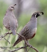 IMG_8766California_Quails