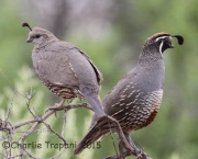 IMG_8775California_Quails