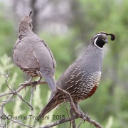 IMG_8779California_Quails
