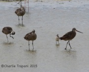IMG_8788Marbled_Godwit_Wilson_Phalarope