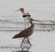IMG_8796Long-Billed_Curlew_Avocet
