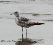 IMG_8804California_Gull