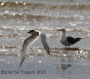 IMG_8818Gull-Billed_Tern