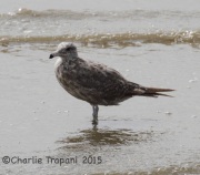 IMG_8840California_Gull