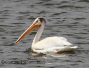 IMG_8861White_Pelican
