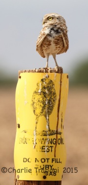 IMG_8876Burrowing_Owl