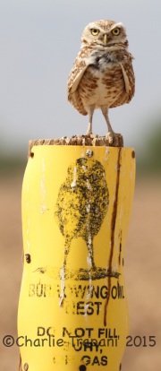 IMG_8881Burrowing_Owl