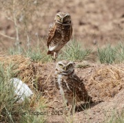 IMG_8898Burrowing_Owls