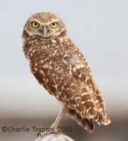 IMG_8937Burrowing_Owl