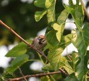 6S3A4524Eurasian_Tree_Sparrow