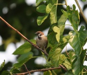 6S3A4526Eurasian_Tree_Sparrow
