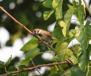 6S3A4529Eurasian_Tree_Sparrow