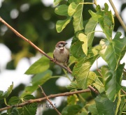 6S3A4530Eurasian_Tree_Sparrow