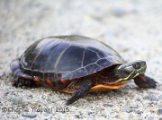 6S3A9274Painted_Turtle