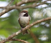 6S3A9281Boreal_Chickadee
