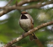 6S3A9284Boreal_Chickadee