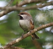 6S3A9290Boreal_Chickadee