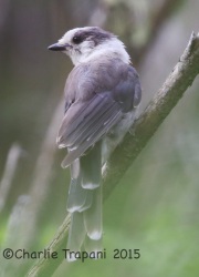 6S3A9295Gray_Jay