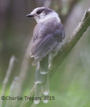 6S3A9296Gray_jay