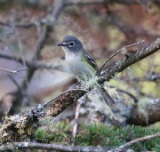 6S3A9298Blue-Headed_Vireo