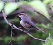 6S3A9304Boreal_Chickadee