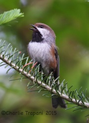 6S3A9319Boreal_Chickadee