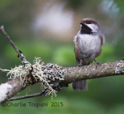 6S3A9328Boreal_Chickadee