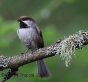 6S3A9345Boreal_Chickadee