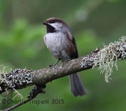 6S3A9352Boreal_Chickadee