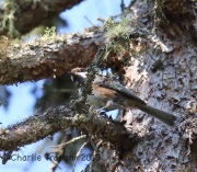 6S3A9358Boreal_Chickadee