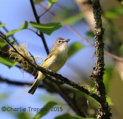 6S3A9365Blue-headed_Vireo