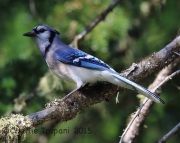 6S3A9366Blue-Jay