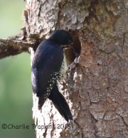 6S3A9385Black-Backed_Woodpecker