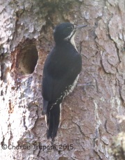 6S3A9391Black-Backed_Woodpecker