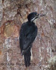 6S3A9394Black-Backed_Woodpecker