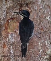 6S3A9396Black-Backed_Woodpecker