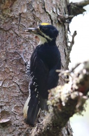 6S3A9411Black-Backed_Woodpecker