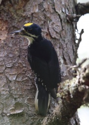 6S3A9415Black-Backed_Woodpecker