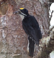 6S3A9419Black-Backed_Woodpecker
