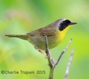 6S3A9457Common_Yellowthroat