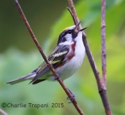 6S3A9474Chestnut-Sided_Warbler