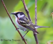 6S3A9477Chestnut-sided_Warbler