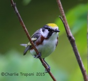 6S3A9481Chestnut-Sided_Warbler