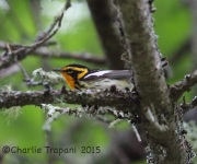 6S3A9485Blackburnian_Warbler