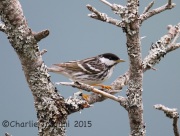 6S3A9518Blackpoll_Warbler