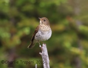 6S3A9529Bicknell's_Thrush